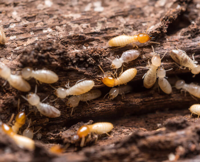 Termite Control Services Melbourne FL Florida Pest Pros